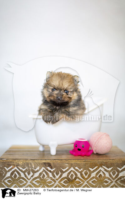 Zwergspitz Baby / Pomeranian Baby / MW-27263