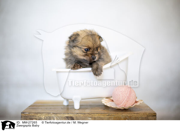 Zwergspitz Baby / Pomeranian Baby / MW-27265