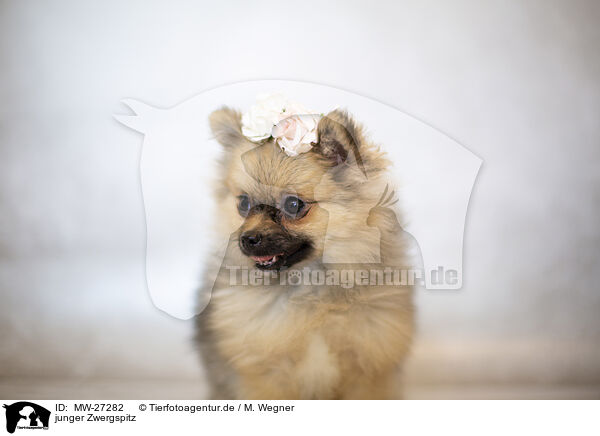 junger Zwergspitz / young Pomeranian / MW-27282