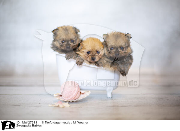 Zwergspitz Babies / Pomeranian Babies / MW-27283