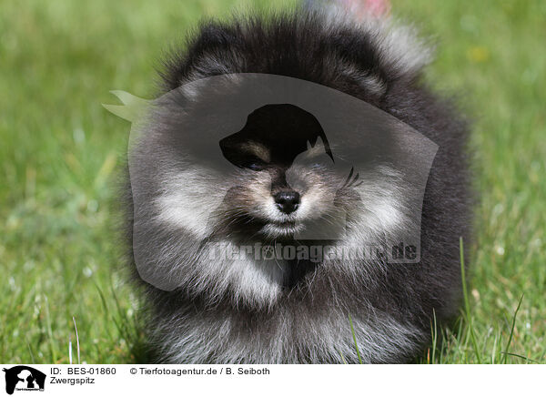 Zwergspitz / Pomeranian / BES-01860