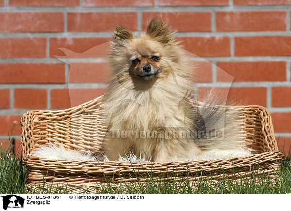 Zwergspitz / Pomeranian / BES-01861