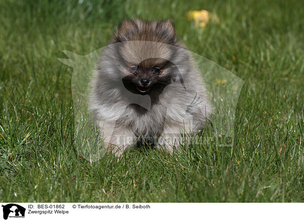 Zwergspitz Welpe / Pomeranian Puppy / BES-01862