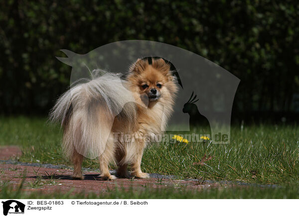 Zwergspitz / Pomeranian / BES-01863