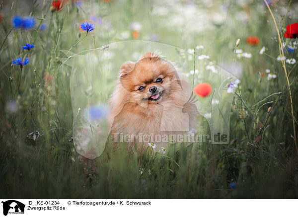 Zwergspitz Rde / male Pomeranian / KS-01234