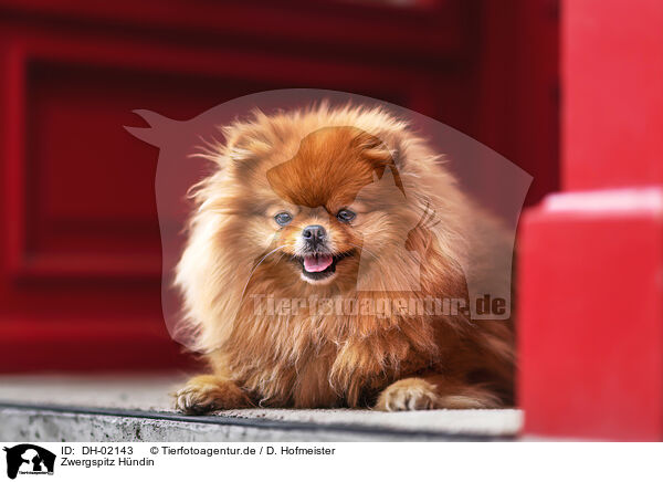 Zwergspitz Hndin / DH-02143