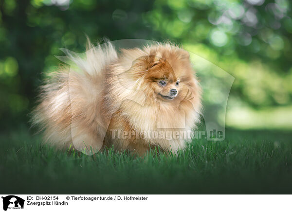 Zwergspitz Hndin / DH-02154