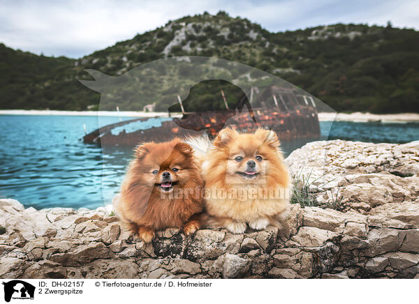 2 Zwergspitze / 2 Pomeranians / DH-02157