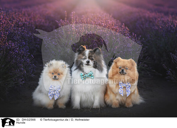 Hunde / dogs / DH-02566
