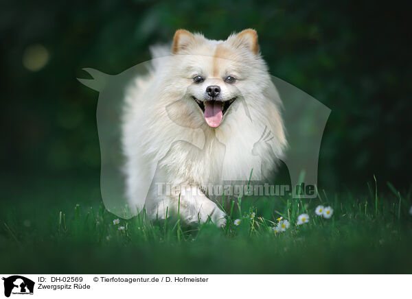 Zwergspitz Rde / male Pomeranian / DH-02569