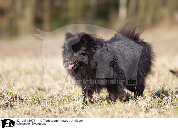 schwarzer  Zwergspitz / black Pomeranian / JM-12677