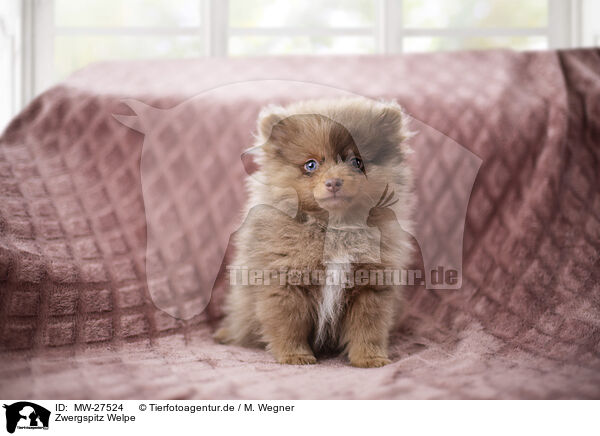 Zwergspitz Welpe / Pomeranian Puppy / MW-27524