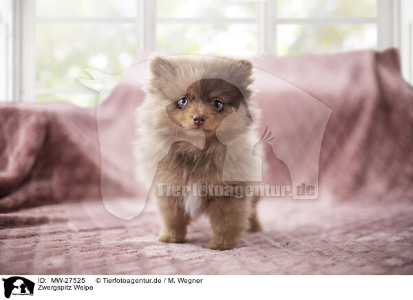 Zwergspitz Welpe / Pomeranian Puppy / MW-27525