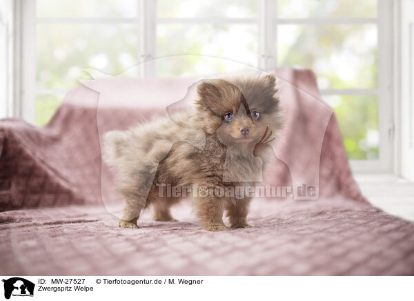 Zwergspitz Welpe / Pomeranian Puppy / MW-27527