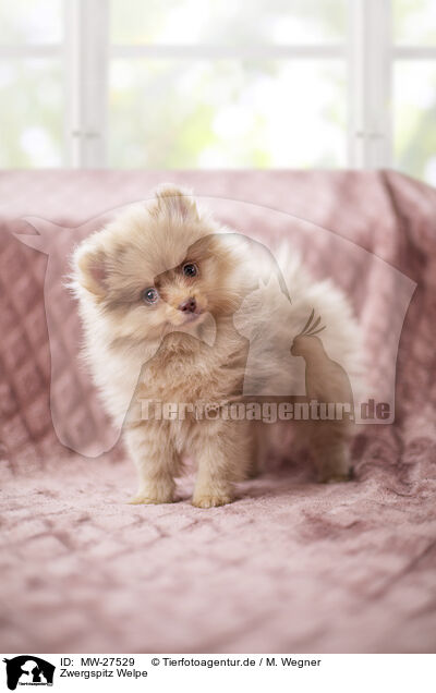 Zwergspitz Welpe / Pomeranian Puppy / MW-27529