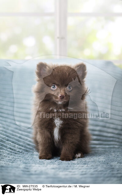 Zwergspitz Welpe / Pomeranian Puppy / MW-27535