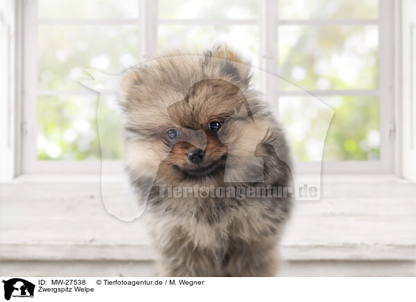 Zwergspitz Welpe / Pomeranian Puppy / MW-27538