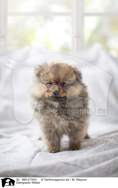 Zwergspitz Welpe / Pomeranian Puppy / MW-27540