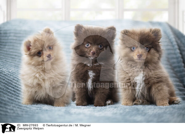 Zwergspitz Welpen / Pomeranian Puppies / MW-27693