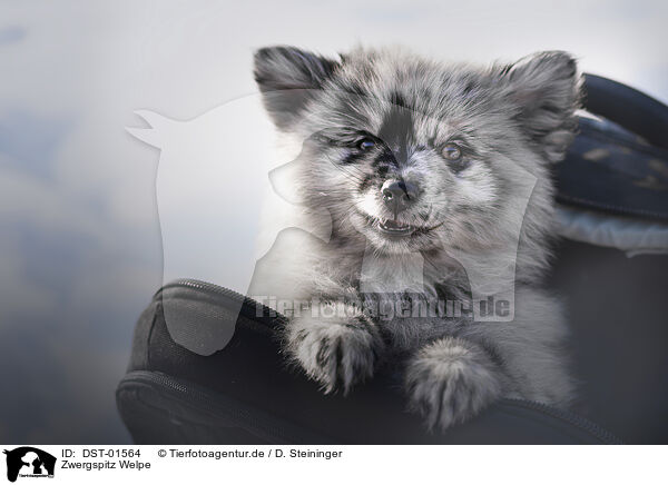Zwergspitz Welpe / Pomeranian Puppy / DST-01564