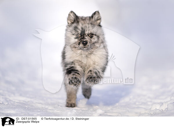 Zwergspitz Welpe / DST-01565