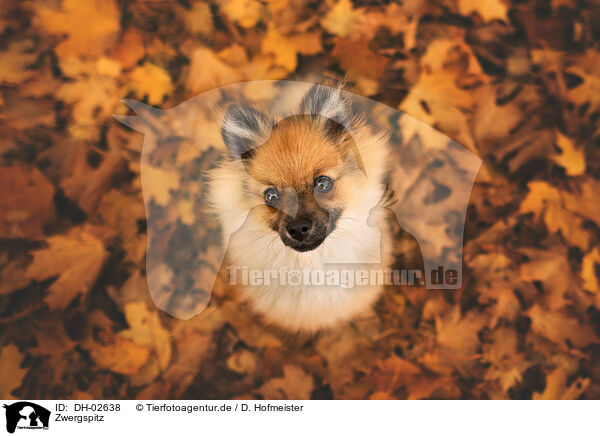 Zwergspitz / Pomeranian / DH-02638