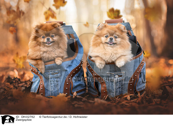 Zwergspitze / Pomeranians / DH-02762