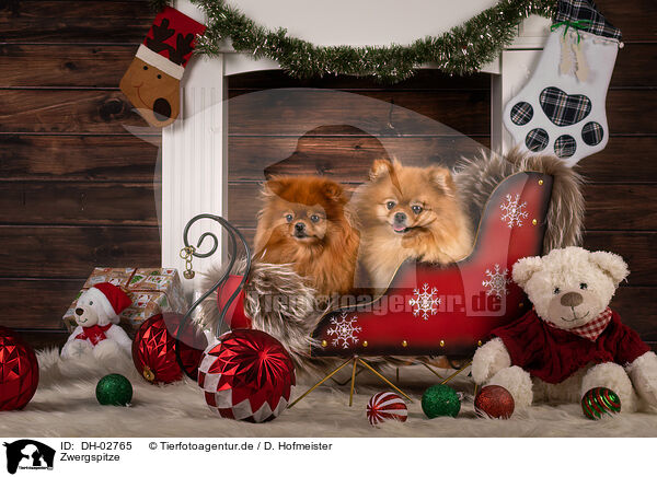 Zwergspitze / Pomeranians / DH-02765