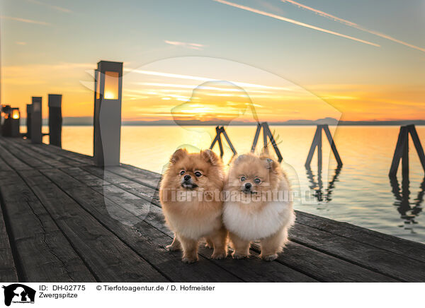 Zwergspitze / Pomeranians / DH-02775