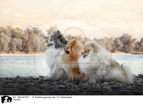 Hunde / dogs / DH-02783