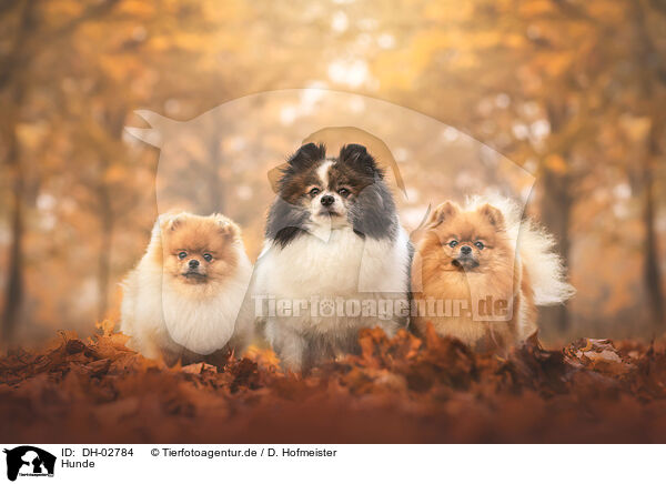 Hunde / dogs / DH-02784