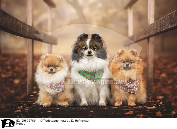 Hunde / dogs / DH-02789