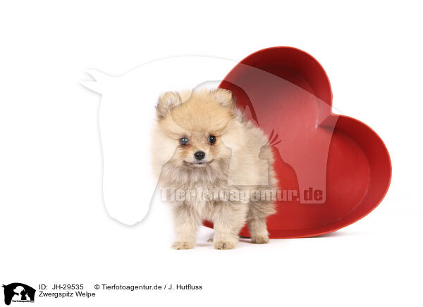 Zwergspitz Welpe / Pomeranian Puppy / JH-29535