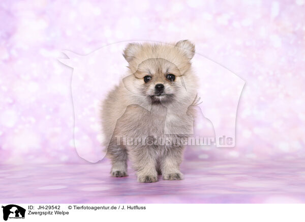 Zwergspitz Welpe / Pomeranian Puppy / JH-29542