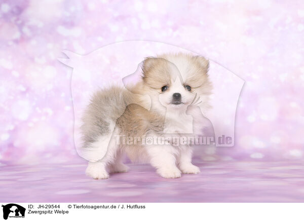 Zwergspitz Welpe / Pomeranian Puppy / JH-29544