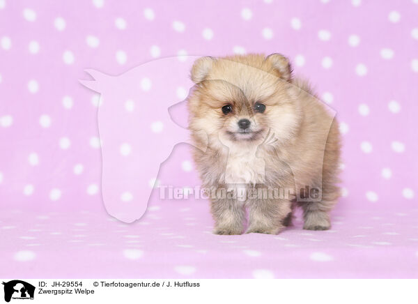 Zwergspitz Welpe / Pomeranian Puppy / JH-29554