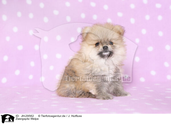Zwergspitz Welpe / Pomeranian Puppy / JH-29562