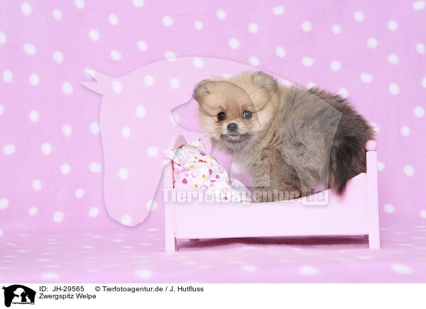 Zwergspitz Welpe / Pomeranian Puppy / JH-29565