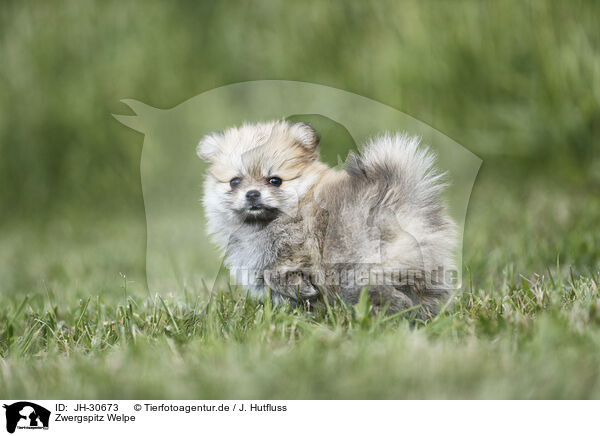 Zwergspitz Welpe / Pomeranian Puppy / JH-30673
