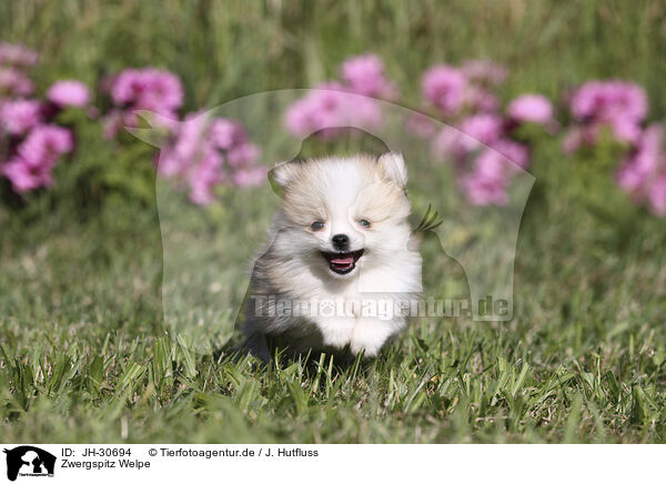 Zwergspitz Welpe / Pomeranian Puppy / JH-30694