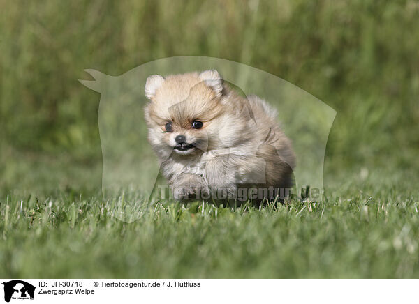 Zwergspitz Welpe / Pomeranian Puppy / JH-30718