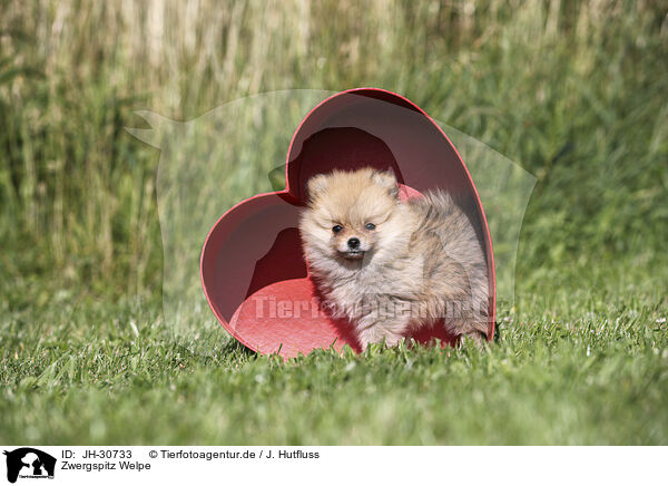 Zwergspitz Welpe / Pomeranian Puppy / JH-30733