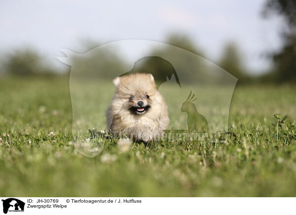 Zwergspitz Welpe / Pomeranian Puppy / JH-30769