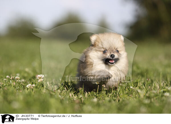 Zwergspitz Welpe / Pomeranian Puppy / JH-30771