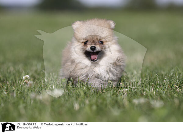 Zwergspitz Welpe / Pomeranian Puppy / JH-30773