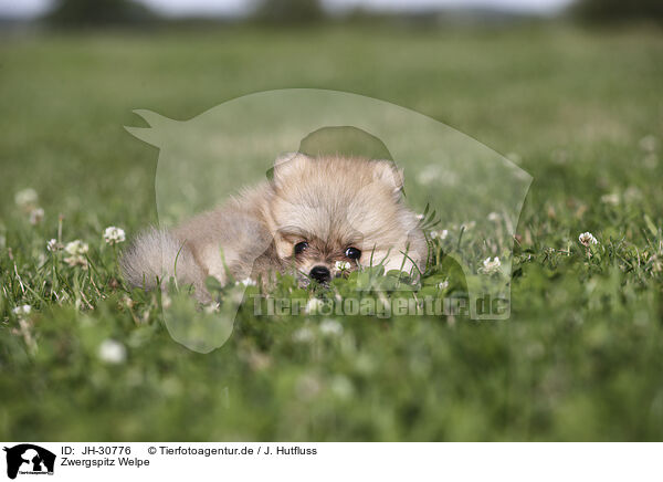 Zwergspitz Welpe / Pomeranian Puppy / JH-30776