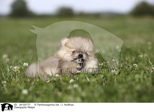 Zwergspitz Welpe / Pomeranian Puppy / JH-30777
