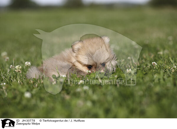 Zwergspitz Welpe / Pomeranian Puppy / JH-30778