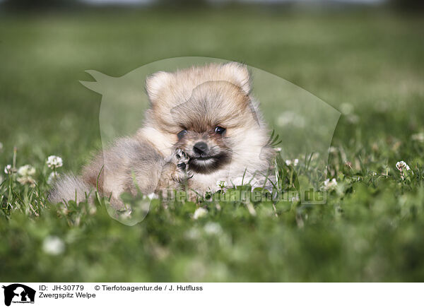 Zwergspitz Welpe / Pomeranian Puppy / JH-30779
