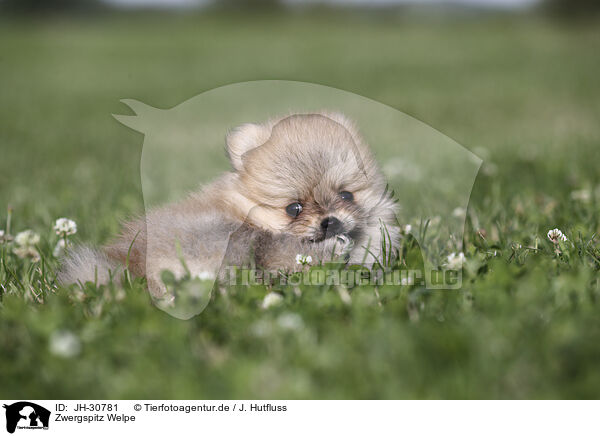 Zwergspitz Welpe / Pomeranian Puppy / JH-30781